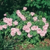 Paeonia SUFFRUTICOSA