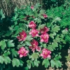 Paeonia SUFFRUTICOSA a fiori scuri