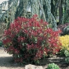 Photinia x FRASERI 'RED ROBIN'