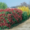 Photinia x FRASERI 'RED ROBIN' in siepe mista