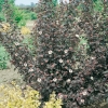Physocarpus OPULIFOLIUS 'DIABOLO'®