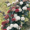 hysocarpus OPULIFOLIUS 'DIABOLO'® dettaglio fioritura