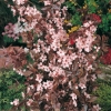 Prunus CERASIFERA 'ATROPURPUREA' dettaglio fiori