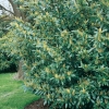Prunus LAUROCERASUS 'HERBERGII'