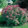 Spiraea JAPONICA 'ANTHONY WATERER'