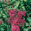 Spiraea JAPONICA 'ANTHONY WATERER' dettaglio fioritura