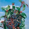 Viburnum DAVIDII dettaglio frutti