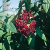 Viburnum RHYTIDOPHYLLUM dettaglio frutti