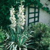 Yucca FILAMENTOSA 'BRIGHT EDGE'