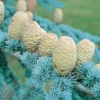 Cedrus ATLANTICA 'GLAUCA' dettaglio pigne