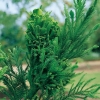 Cryptomeria JAPONICA 'CRISTATA' dettaglio conifera