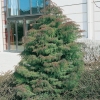 Cryptomeria JAPONICA 'ELEGANS' in inverno