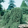 Picea ABIES 'INVERSA' (soggetto adulto)