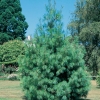 Pinus WALLICHIANA = GRIFFITHII
