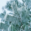 Pinus WALLICHIANA = GRIFFITHII dettaglio conifera in inverno sotto la brina