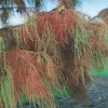 Taxodium DISTICHUM dettaglio fogliame in autunno