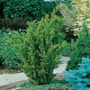 Taxus BACCATA