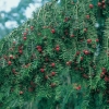 Taxus BACCATA dettaglio conifera