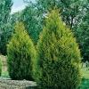 x Cupressocyparis LEYLANDII 'CASTLEWELLAN GOLD'