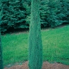 Juniperus COMMUNIS 'COMPRESSA'
