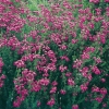 Erica CINEREA dettaglio pianta