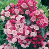 Kalmia LATIFOLIA