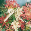 Pieris 'FOREST FLAME' dettaglio pianta