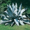 Agave AMERICANA