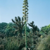 Agave AMERICANA con il suo asse floreale