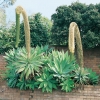 Agave ATTENUATA con fioritura