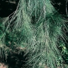 Casuarina EQUISETIFOLIA dettaglio