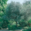 Olea EUROPEA