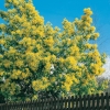 Acacia DEALBATA