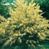 Acacia DEALBATA o Mimosa d'inverno