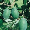 Acca (Feijoa) SELLOWIANA dettaglio frutto