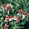 Acca (Feijoa) SELLOWIANA fiorita