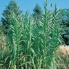 Arundo DONAX