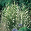 Arundo DONAX 'VARIEGATA'