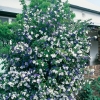 Brunfelsia PAUCIFLORA = CALYCINA