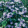 Brunfelsia PAUCIFLORA = CALYCINA dettaglio