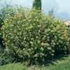 Bupleurum FRUTICOSUM