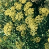 Bupleurum FRUTICOSUM dettaglio