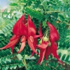 Clianthus PUNICEUS dettaglio