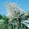 Cordyline (Dracaena) AUSTRALIS dettaglio fiori