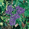 Duranta REPENS = PLUMIERI dettaglio frutti