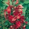 Erythrina CRISTA - GALLI dettaglio pianta