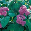 Eupatorium ATRORUBENS dettaglio pianta