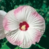 Hibiscus PALUSTRIS = MOSCHEUTOS