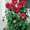 Hibiscus PALUSTRIS = MOSCHEUTOS