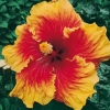 Hibiscus ROSA-SINENSIS